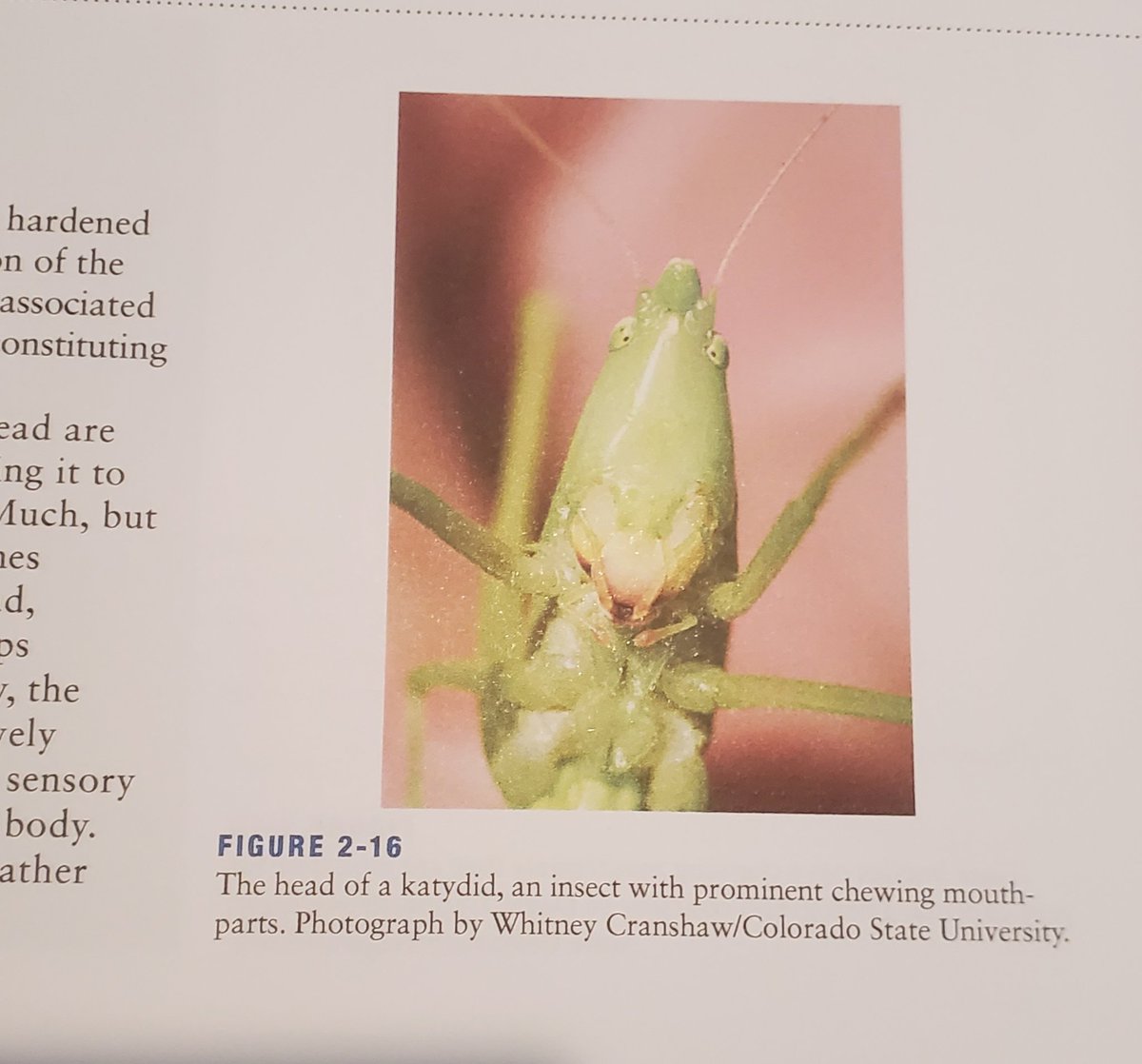 katydid locked in
