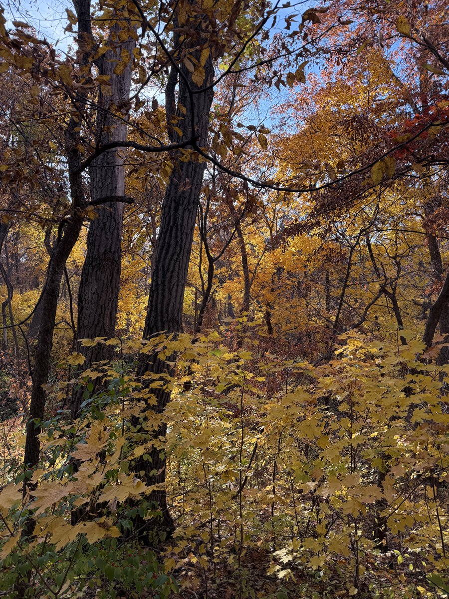 Greetings from Matthiessen State Park in LaSalle County, where the autumn golds, yellows and oranges have us feeling gobsmacked. Where are you seeing beautiful fall foliage? 😍🍁🍂