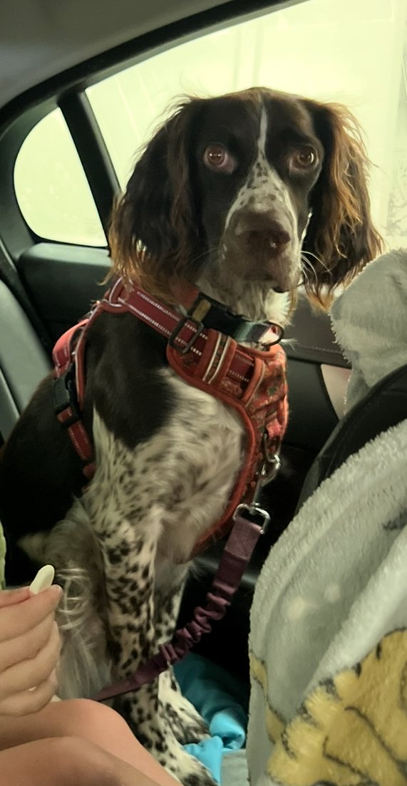 🆘8 NOV 2025 #Lost Verite #ScanMe
YOUNG French Spaniel Female
Hampden Woods - Redland End #HP27
County #PrincesRisborough #Buckinghamshire French spaniel (like a large springer). Spooked by firework in the woods and bolted
doglost.co.uk/dog/200818