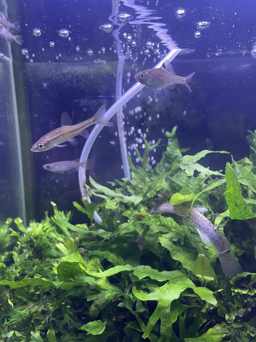 春タナゴ ﾀﾅｺﾞ