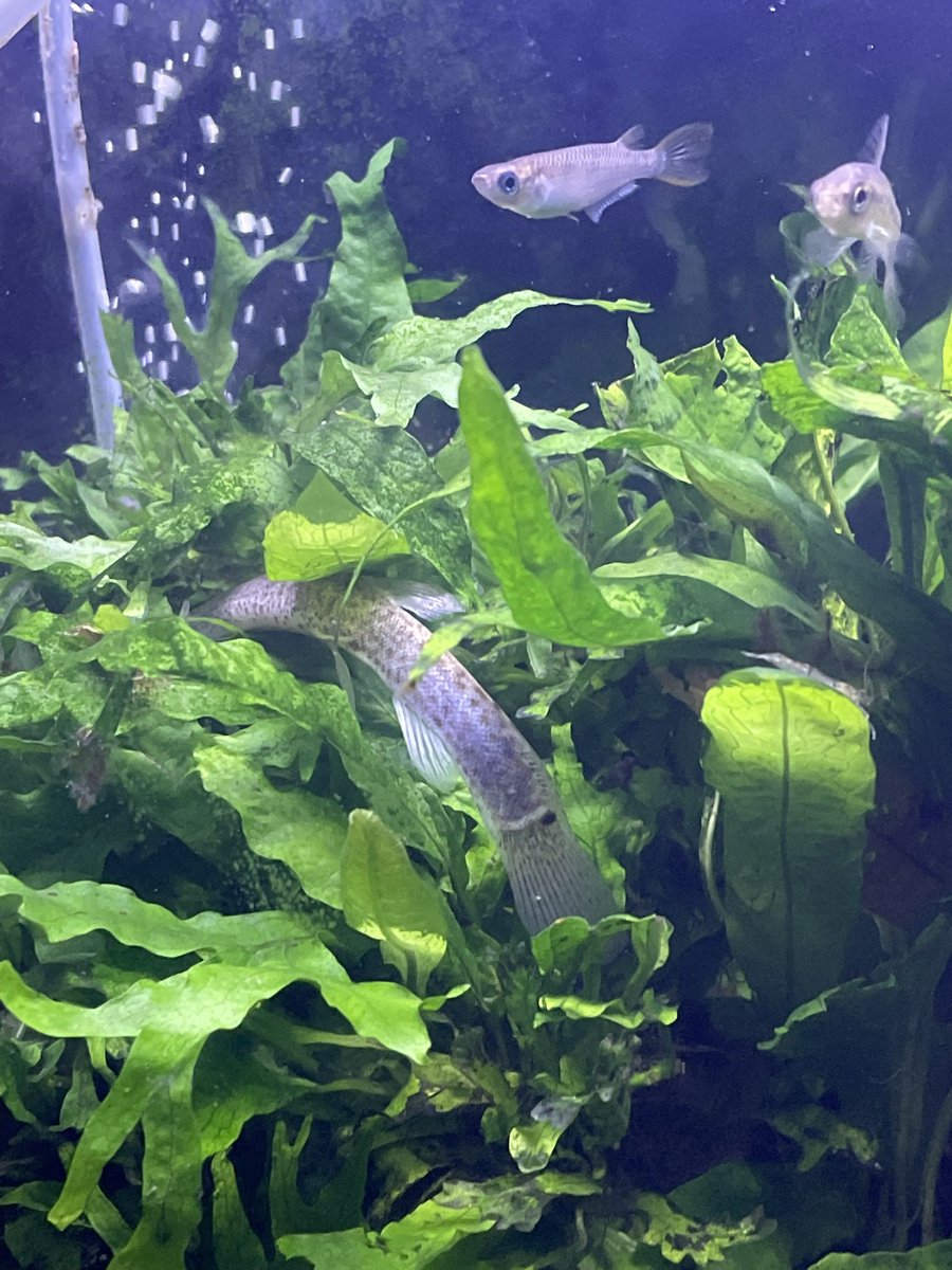 春タナゴ ﾀﾅｺﾞ