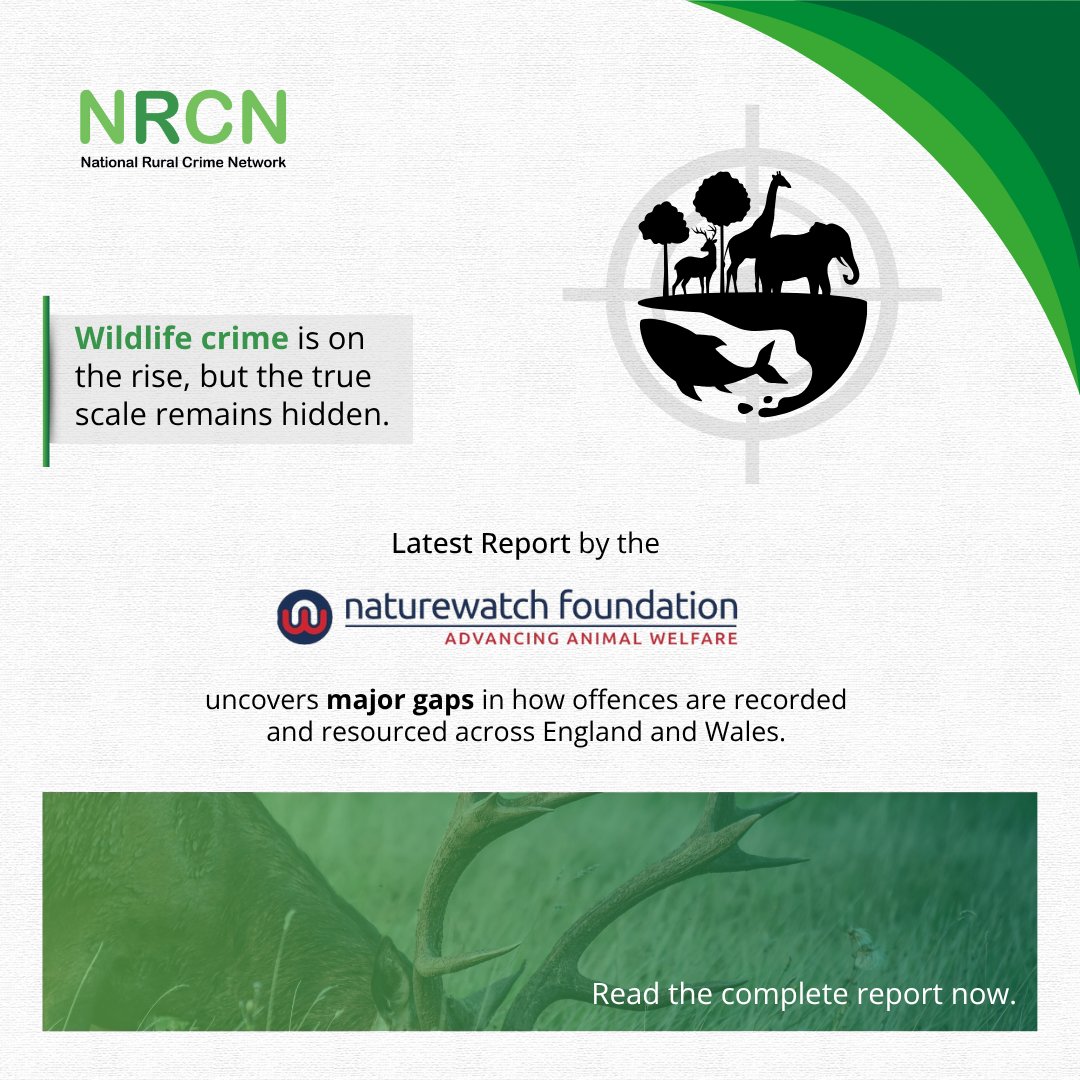 RuralCrimeNtwk's tweet photo. The @Naturewatch_org's report, "Policing #WildlifeCrime: Make Wildlife Count," reveals critical issues in wildlife crime management in England &amp; Wales: 14 #policeforces reported 4,480 cases, with 78% closed without #action. 

Read the report here- https://t.co/WFJsBFIiXB https://t.co/C5nYGTqPxk
