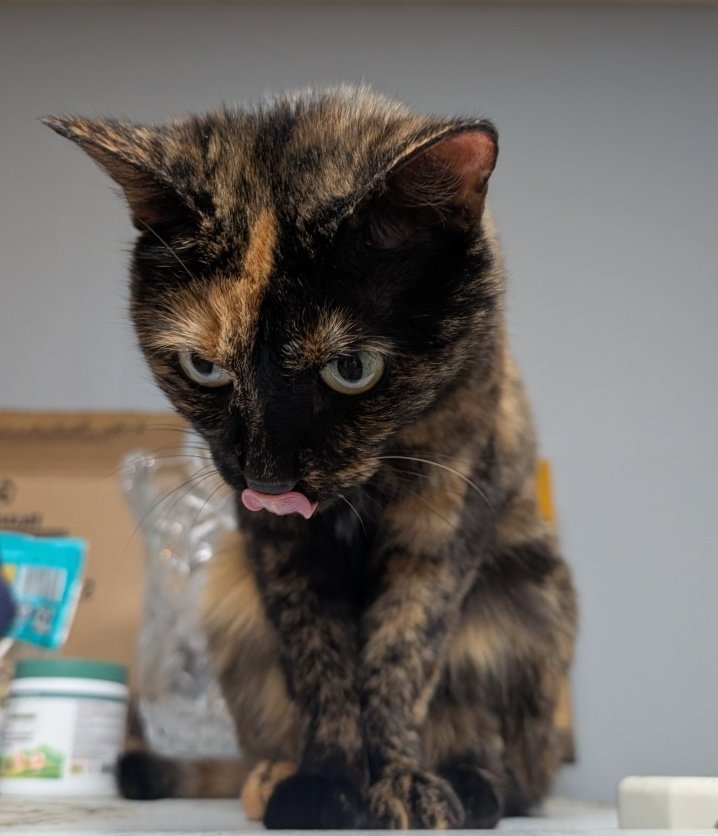 caprisunnycat's tweet photo. @kobertthecat when i had to give sunny antibiotics the only way she would take them without exploding is if i shotgunned them down her throat with a syringe then begged for forgiveness with a churu https://t.co/NrUl4IFrqn