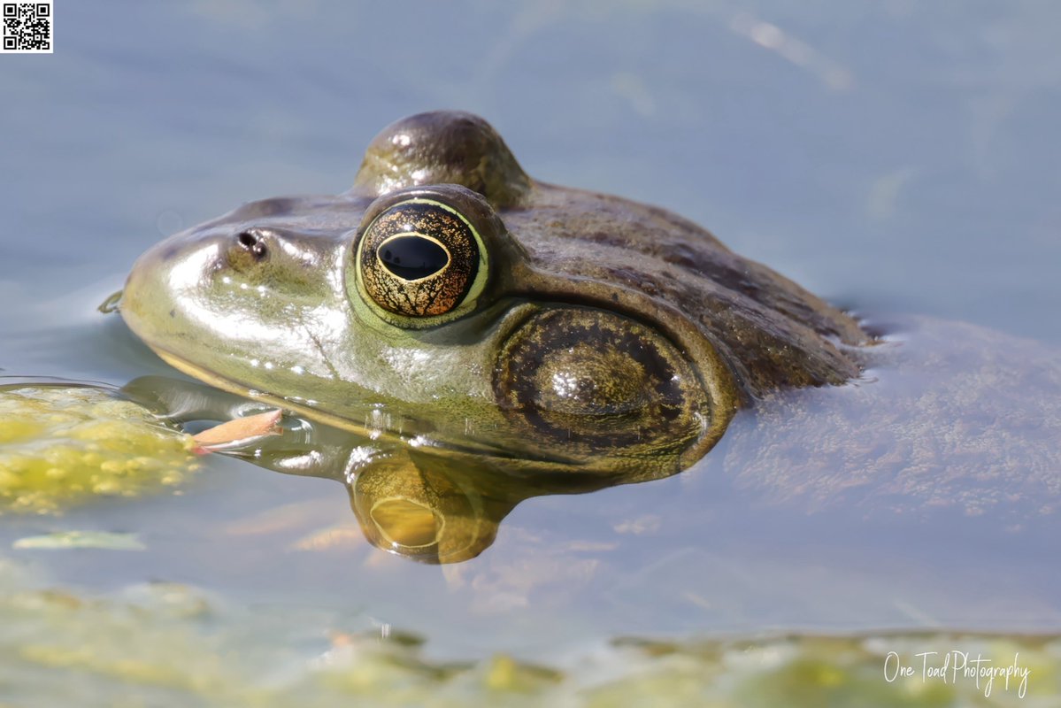OneToadPhoto's tweet image. Like what you see? Want to see more #OneToadPhotography?

Consider Donating!!!

onetoadphotography.com/one-toad-photo…

@NatGeo @AnimalPlanet @Discovery