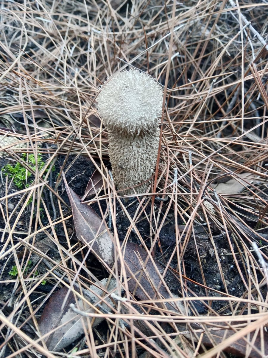 Lycoperdon echinatum, Spring Puffball, Bahar Pufuduk Mantarı. 
Vikipedi dağılımda Asya kıtasını dışarıda bırakmış. Ama bu hatalıymış demek ki. 
İzmir, 9 Kasım, Fula Dağı.
