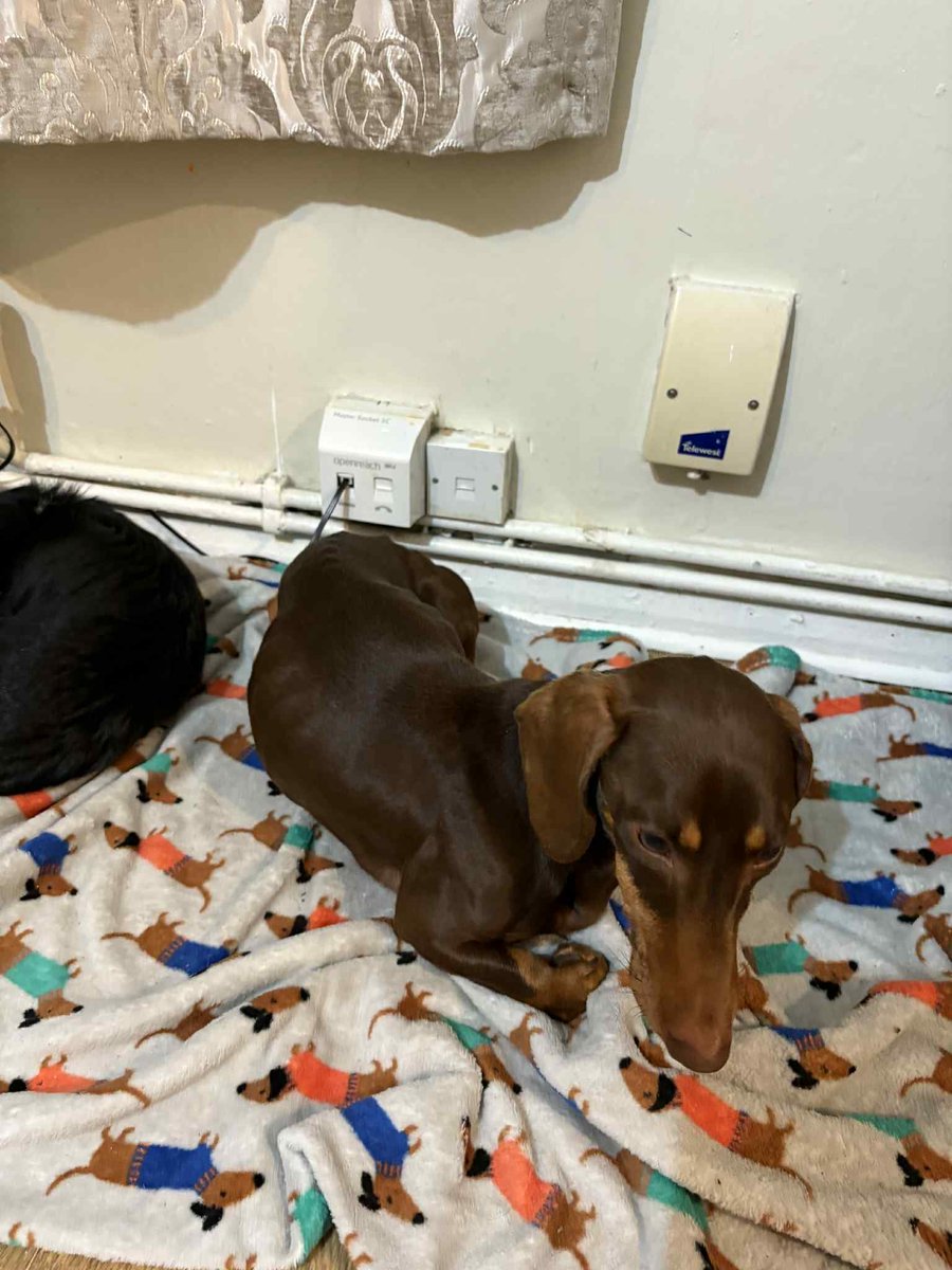 🆘7 NOV 2025 #Lost Gizmo #ScanMe
Dark &amp; Light Tan Dachshund Male
Hayes End #UB4
County #Hayes #GreaterLondon
He doesn’t bite he is very scared and will bark but won’t hurt you
doglost.co.uk/dog/200812