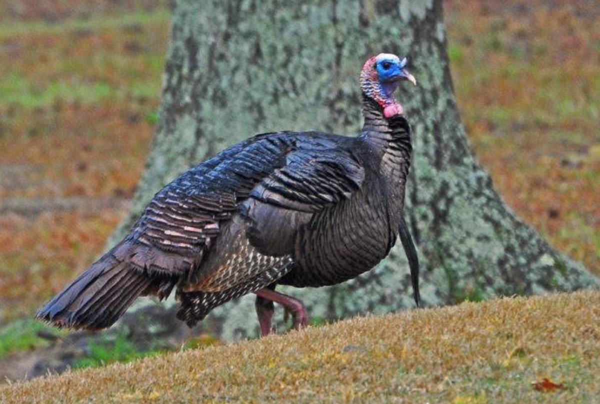 The Alabama Chapter of the National Wild Turkey Federation <a href="/NWTF_official/">The National Wild Turkey Federation</a> has allocated $389,018 in Hunting Heritage Super Funds and Tag Funds for wild turkey projects in #Alabama. Of that total, $80,214 was donated to ADCNR to fund projects including wildlife habitat management.