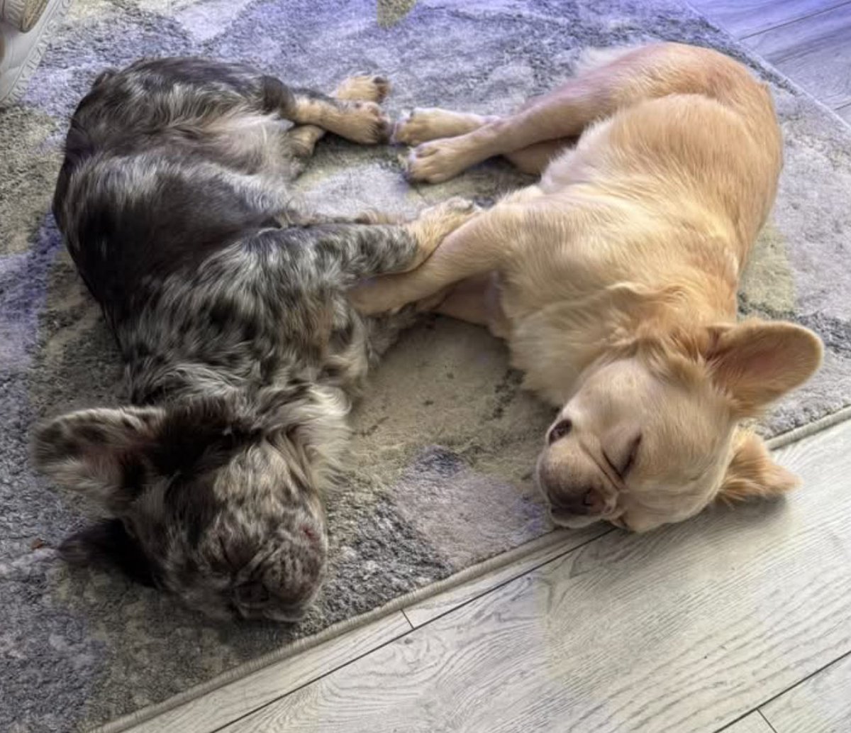 🆘7 NOV 2025 #Lost TEDDY AND PHOEBE #ScanMe
2 French Bulldog Male
last seen Oakley Avenue #Aldridge #WS9
County #Walsall #WestMidlands
doglost.co.uk/dog/200809
doglost.co.uk/dog/200810