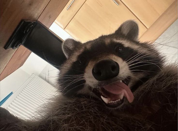 ʀ ᴏ ᴄ ᴋ ᴇ ᴛ tweet media