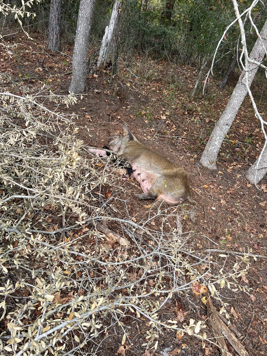 barbiedoll_eyw's tweet photo. Ohhhhh boyyy! We've got 6 new piggies in the woods #MommaG We knew she was close but not sure how close #DogGoneRanch https://t.co/QgLQd4j0jm