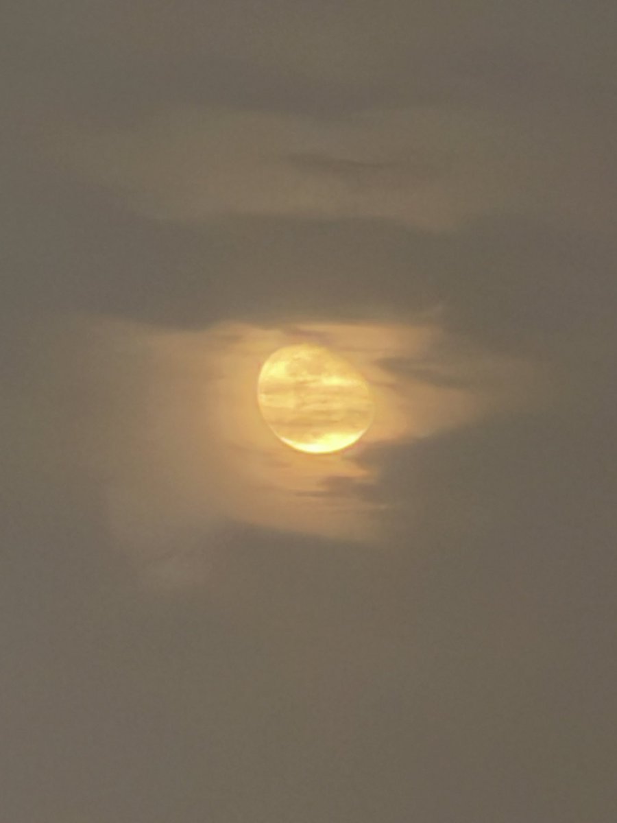 s_algdani's tweet image. 