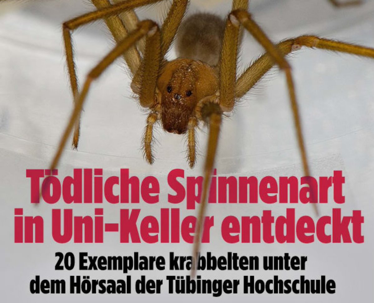 Widerliche Hetze der BILD gegen eine fremde Spinnenart: Dabei gilt die Uni in Tübingen als besonders weltoffen. Die Studierenden sollten ein Zeichen gegen Rechts setzen und sich mit den Neumitbewohner:innen aus Chile solidarisieren. Kein Lebewesen ist illegal.