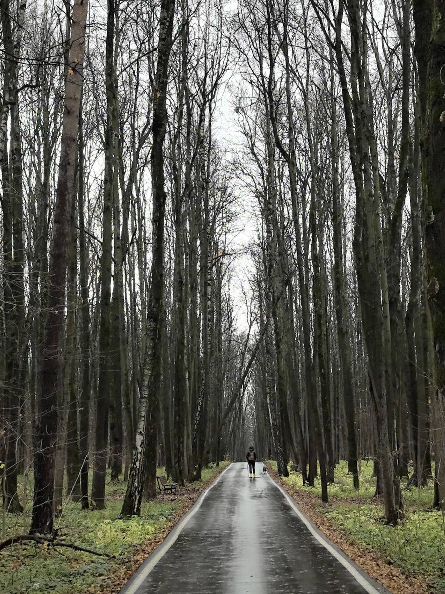 shiye10's tweet image. כך נראים העצים בתום תקופת שלשת שבועות השלכת במוסקבה: עצים עם ענפים בלבד, ועלים יבשים על האדמה.
Атмосферная поздняя осень в Битцевском лесу