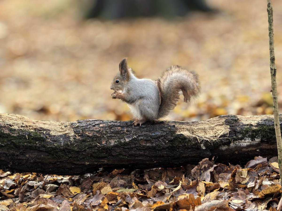 shiye10's tweet image. כך נראים העצים בתום תקופת שלשת שבועות השלכת במוסקבה: עצים עם ענפים בלבד, ועלים יבשים על האדמה.
Атмосферная поздняя осень в Битцевском лесу