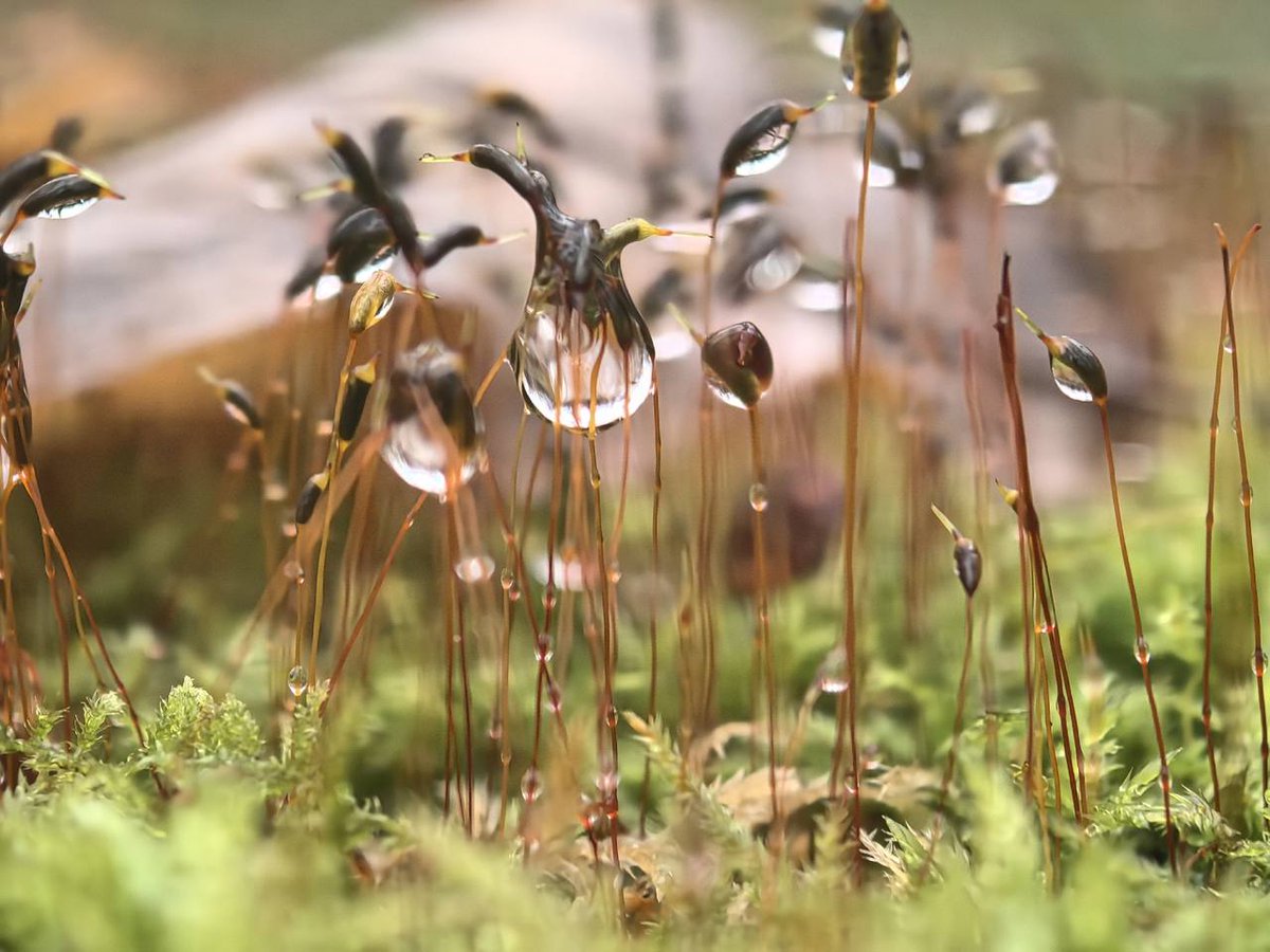 shiye10's tweet image. כך נראים העצים בתום תקופת שלשת שבועות השלכת במוסקבה: עצים עם ענפים בלבד, ועלים יבשים על האדמה.
Атмосферная поздняя осень в Битцевском лесу