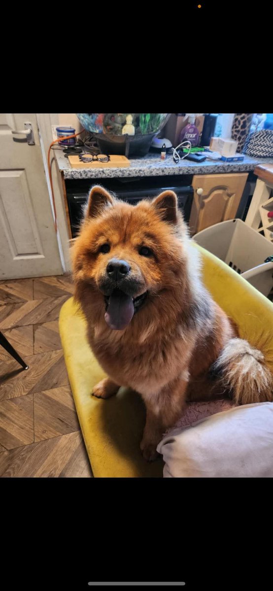 🆘7 NOV 2025 #Lost BEAR VERY NERVOUS
YOUNG RED Chow Chow Female #ScanMe
#Clitheroe #Salthill #RibbleValley #Lancashire #BB7 DO NOT SHOUT, CHASE OR TRY TO GRAB.
Got out of the garden. She is very timid and will run if you chase her  SIGHTINGS ☎️07786 131013
doglost.co.uk/dog/200801