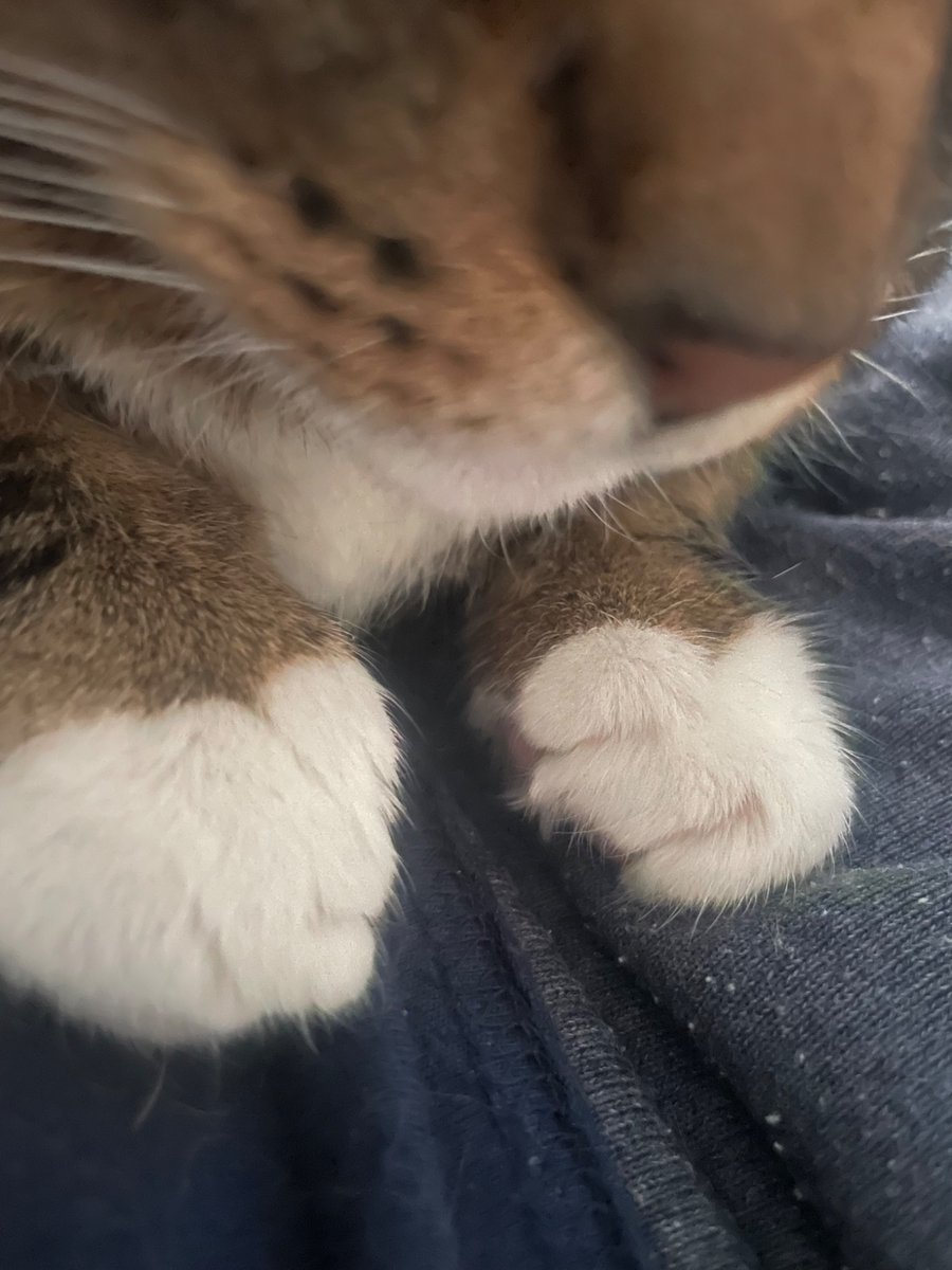 eamg33's tweet photo. 🐈 https://t.co/J3UKW9LAIt