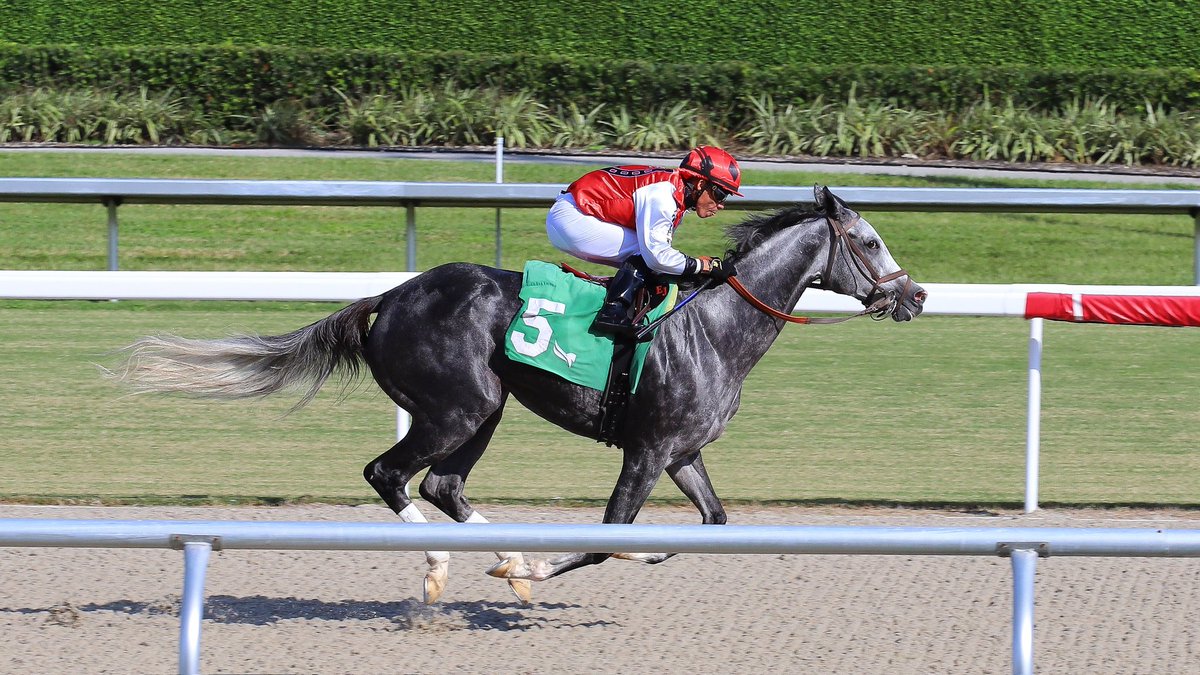 Musical Design goes gate to wire in race 5, <a href="/JaramilloJockey/">Emisael Jaramillo</a> is the winning rider and Ronald Spatz is the winning conditioner. #GulfstreamPark #SunshineMeet