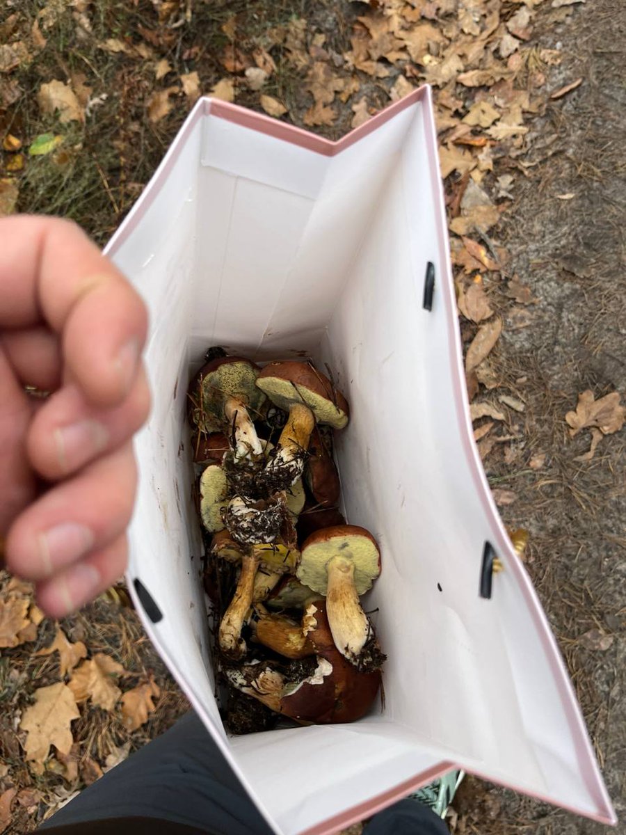 Good evening, friends.

Today, I spent time with my family in nature picking mushrooms. It was such a thrill, you wouldn't believe it.

I found a badge on one of the mushrooms <a href="/Polymarket/">Polymarket</a>, which proves that this is indeed my project

It's a pity that you can't bet on how many