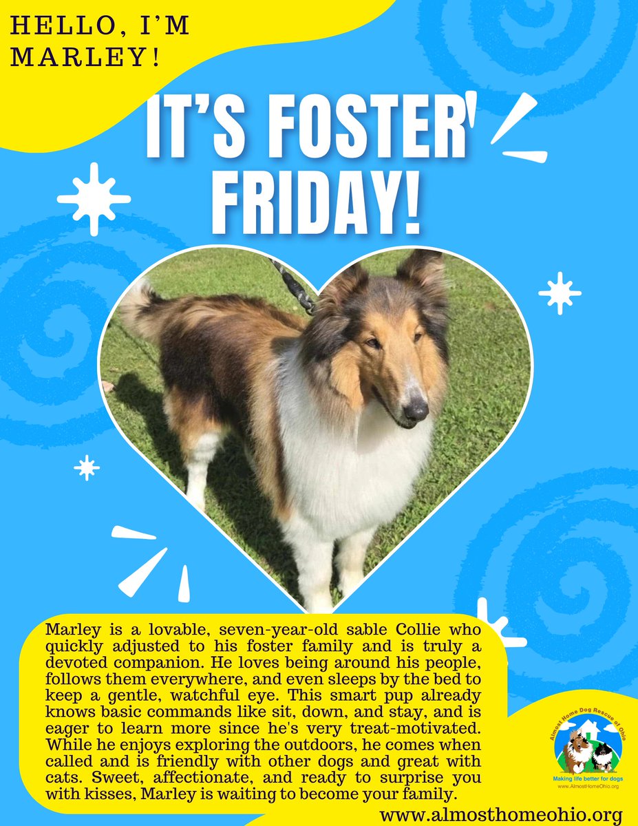 It's #FosterFriday (ish)! Marley is a very loving collie who would love to bring his light into your home. See the link in our bio for info on adopting him.