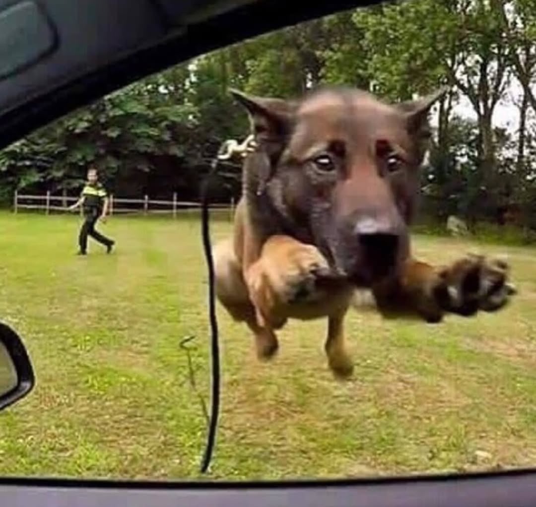 plasticvenusfly's tweet image. YA MISMO frees para nuestra fecha de cordoba hable ahora o calle para siempre