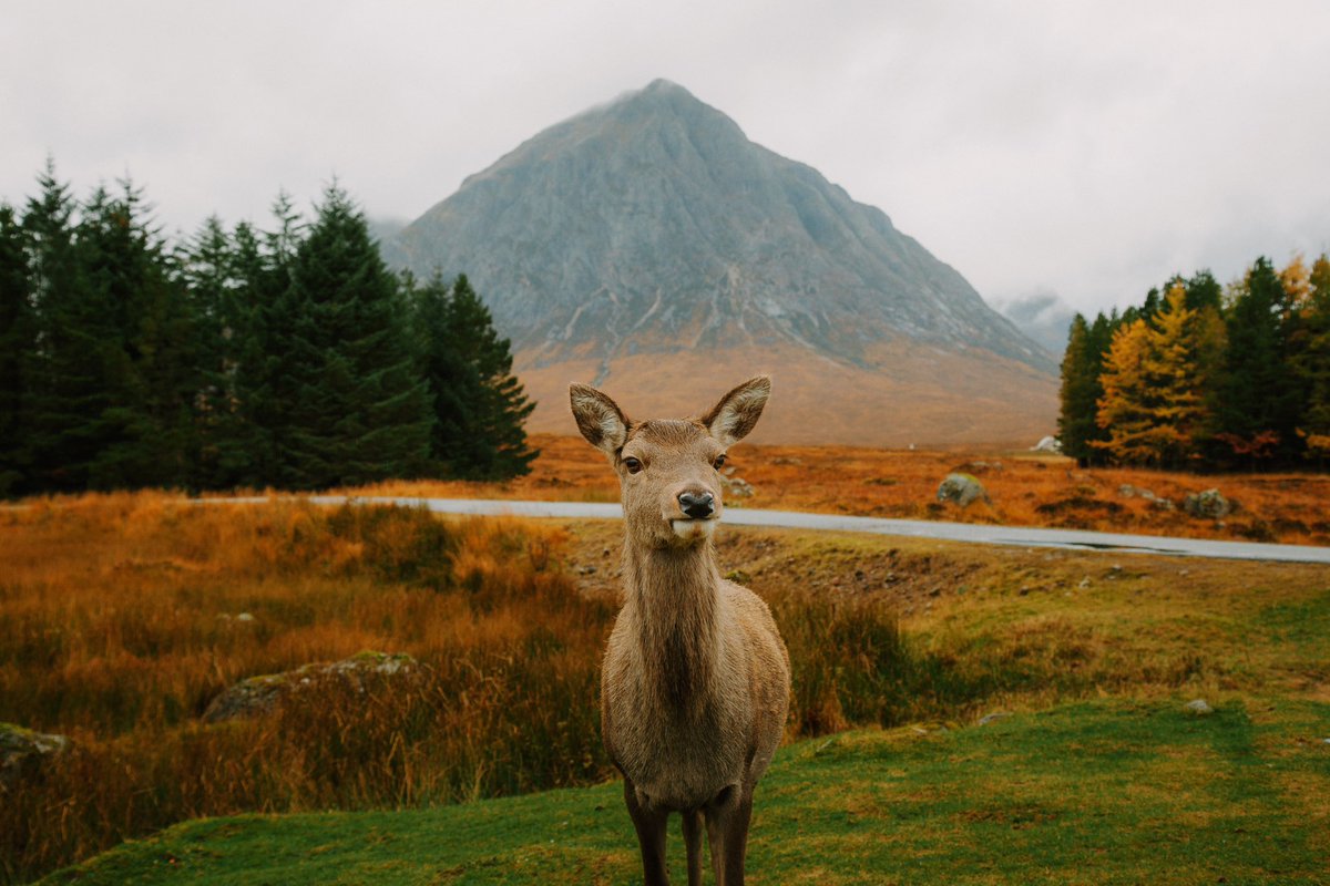 𝘄𝗮𝗻𝗱𝗲𝗿𝘁𝗿𝗮𝘃𝗲𝗹𝘀 tweet media