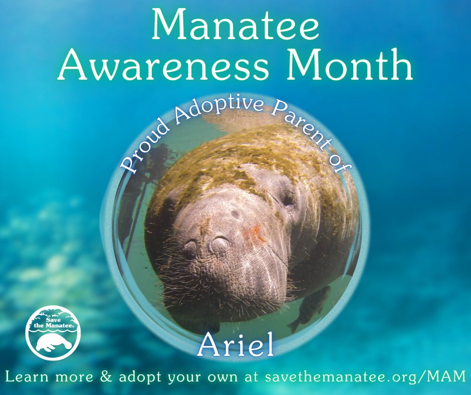 Celebrate #ManateeAwarenessMonth with us by sharing a photo and story about YOUR manatee adoptee!
You can find a prepared graphic for each adoptee in our online toolkit at savethemanatee.org/MAM-Toolkit
This is the perfect way to help us spread the word!