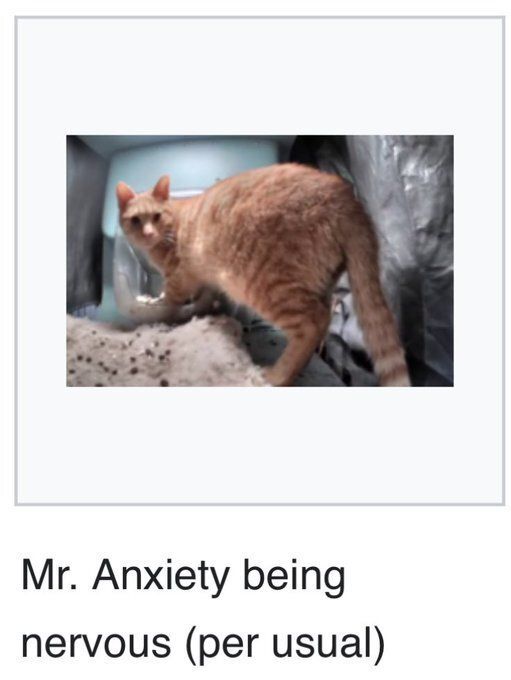 TweetsOfCats's tweet image. 