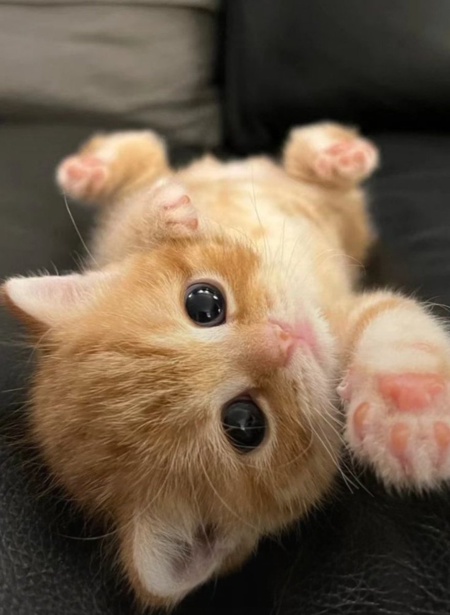 Cat 🐈 (@cutecatsmagic) on Twitter photo 