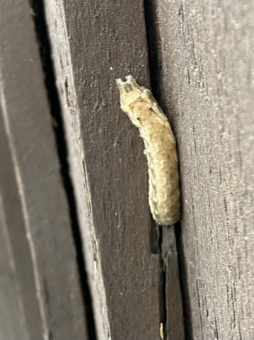 Going through a few old images. I think this #caterpillar is Noctua comes (Lesser Yellow Underwing). From #Greenford, #Middlesex May 2021. Any thoughts <a href="/MOTHIDUK/">UK Moth Identification</a> <a href="/rlewington2/">Richard Lewington</a> <a href="/LNHSoc/">LNHS</a> ?