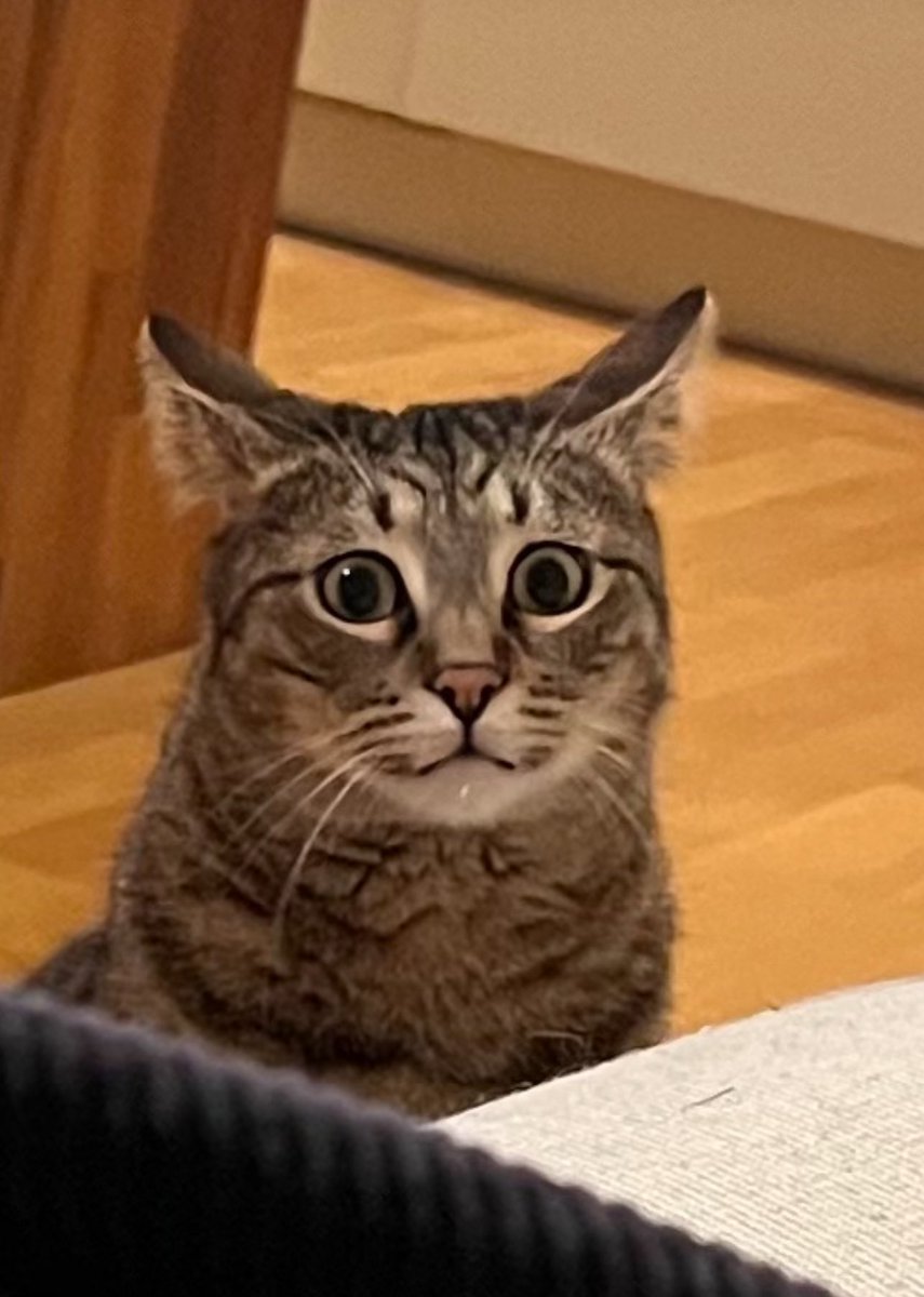 произошло эпохальное событие: кот Шаньга распробовал готовую куриную грудку 

теперь топ его человеческих блюд выглядит так:
— пармезан
— пирожное Павлова (только свежее)
— запеченная куриная грудка 
— брезаола

(на фото кот Шаньга всё ещё не может поверить в то, что люди сегодня