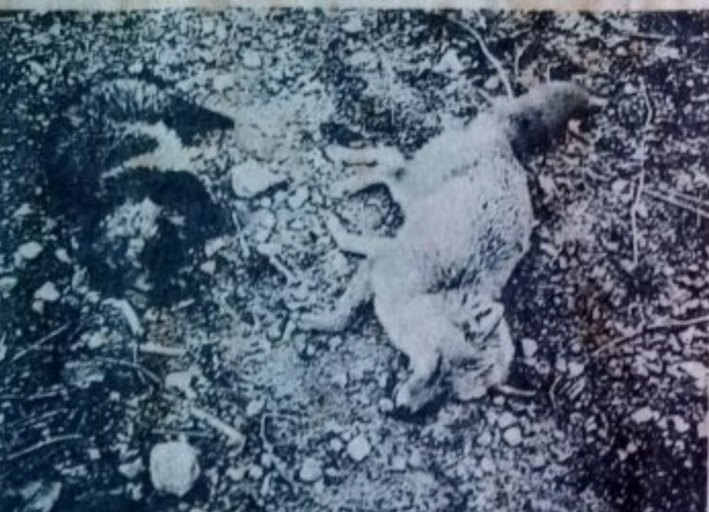 Опять эта Кисимяка tweet media