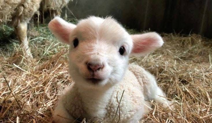 ferrarifriendes's tweet photo. موآن کردم رفت
ایشالا گرگ بعدی https://t.co/lomNtE3L5k