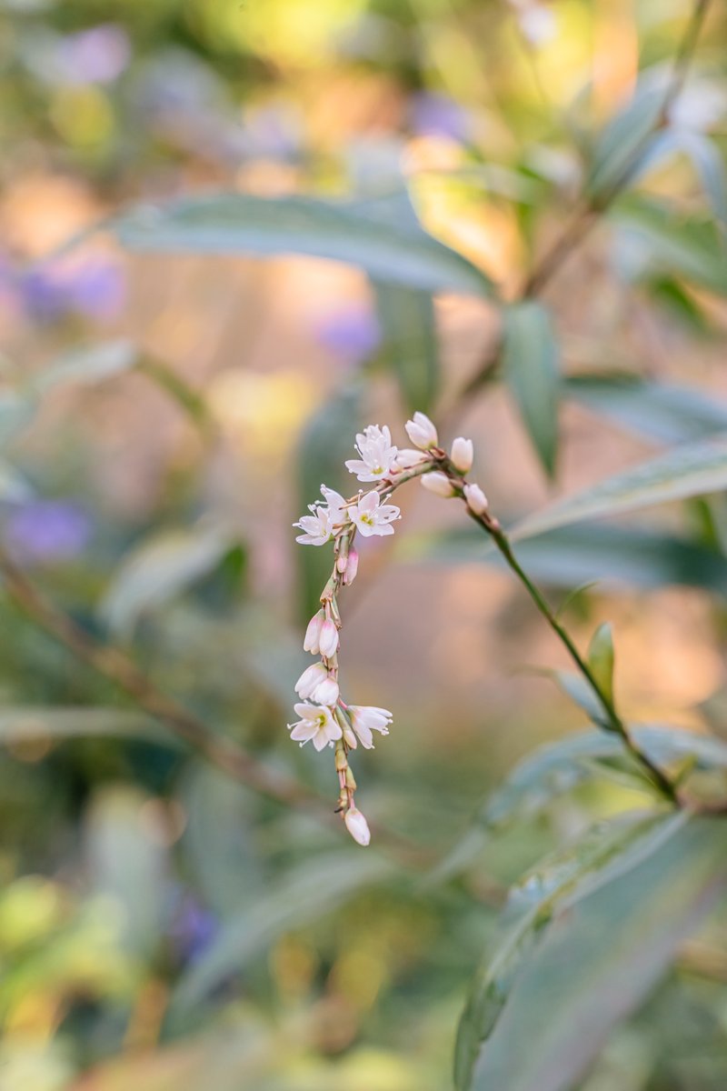 ✿「風 Ⅴ」✿ on X