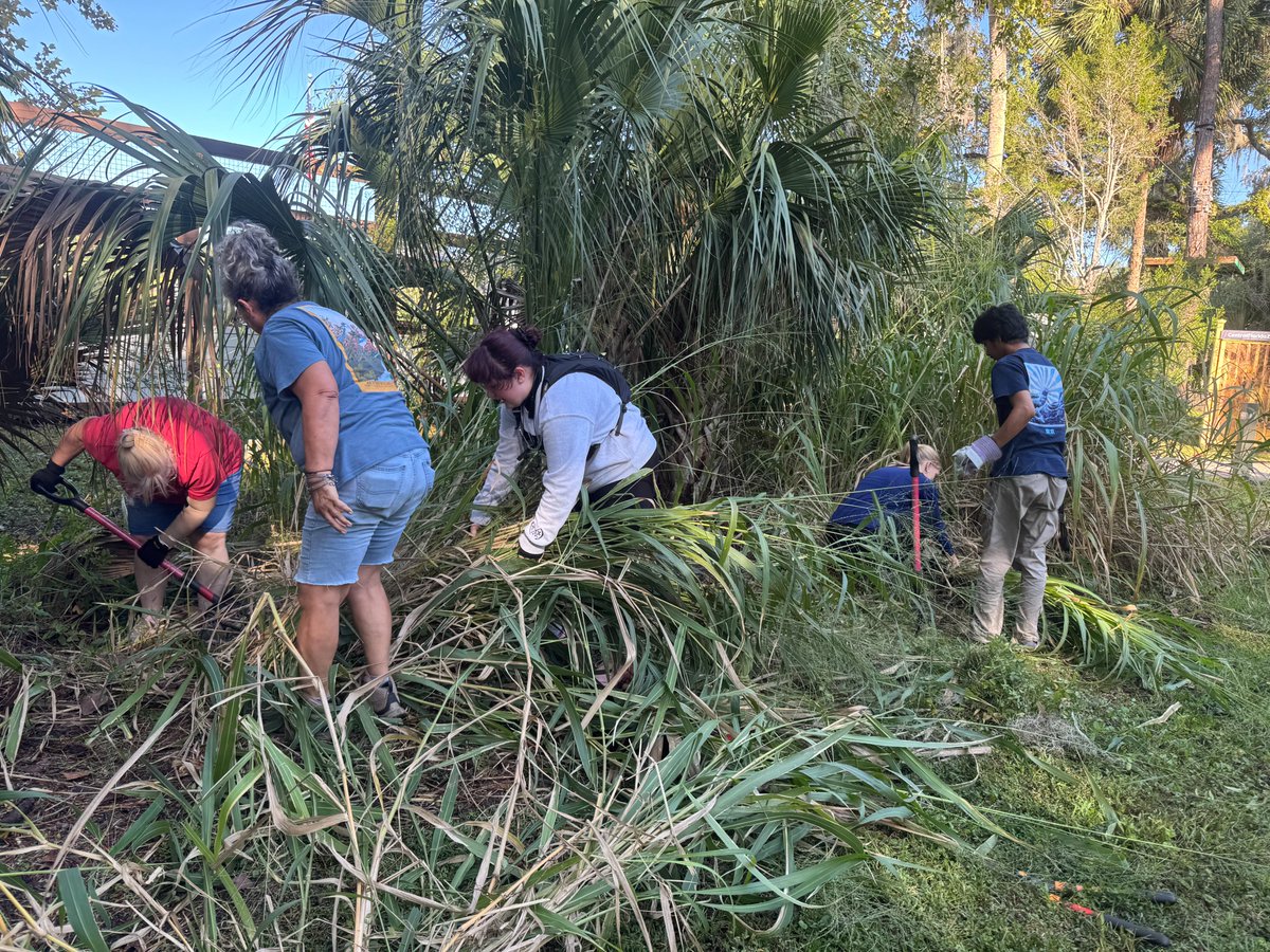 SERVProgram's tweet image. Thanks to the volunteers who helped to remove invasive plants from the @Centralflzoo  (10/29/25)! Together we removed 2 huge piles of guinea grass, air potato vine, &amp;amp; wild taro to protect #biodiversity &amp;amp; prevent the spread of #invasivespecies. We look forward to partnering again!