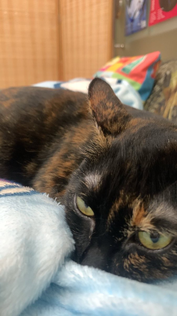 waidick's tweet image. Sleepysleepy cat
#Cat 
#Tortoiseshellcat