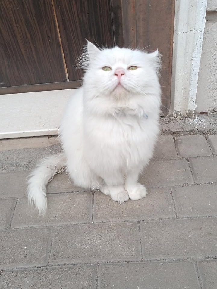 Sokağa atılmış çok sevecen bir kedi 2 yaşlarında  Bursa 

İnstagram @bursa_sahipsiz_patilere_yuva