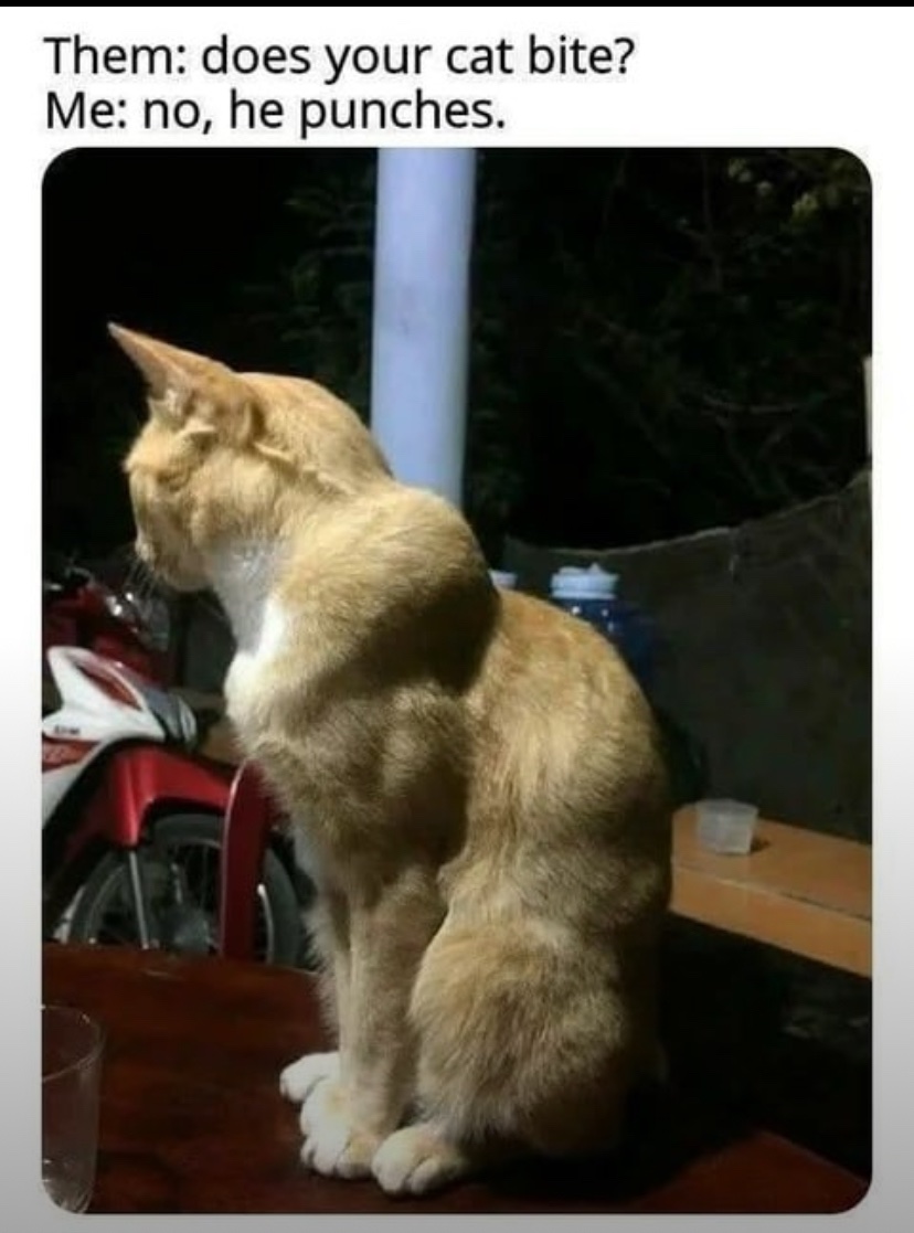 WeAssessCats's tweet photo. https://t.co/JPSbxU9NwC
