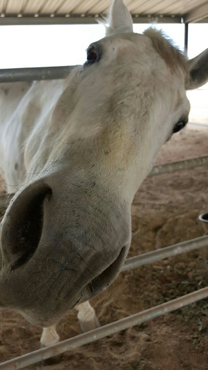 CommanderNeigh's tweet image. Hi! Hi! Hello! Hi! Just like Papa dearest, I am very curious! Hi! 🐎