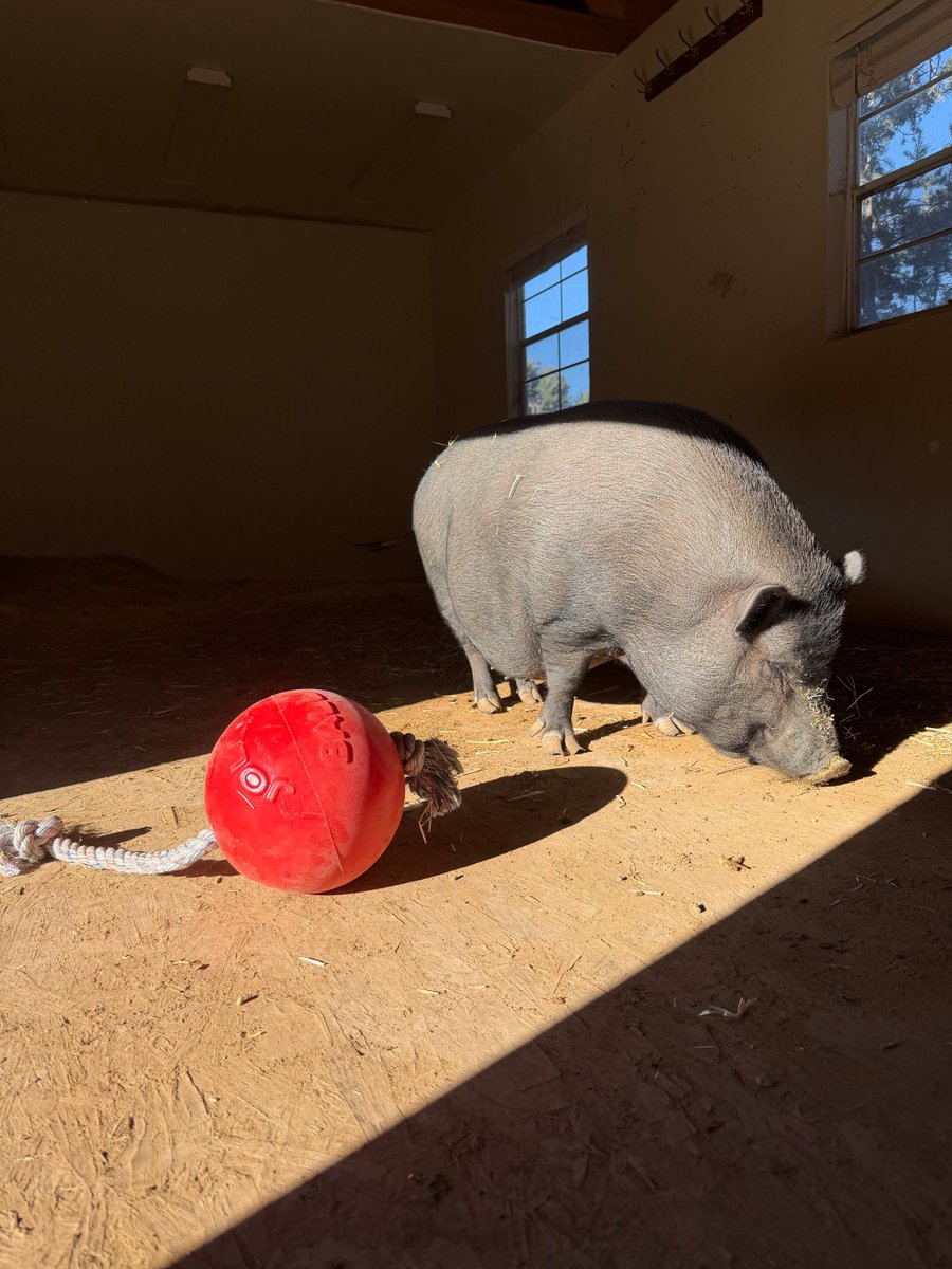 earth2lilah's tweet image. My obsession I had with pigs growing up is all making sense now. One minute, you have a bunch of pig figurines on your dresser, the next minute, there’s a pig in your backyard seemingly out of nowhere, but it’s rarely out of nowhere.