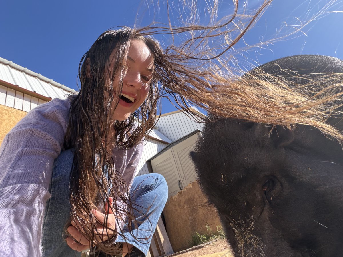 earth2lilah's tweet image. My obsession I had with pigs growing up is all making sense now. One minute, you have a bunch of pig figurines on your dresser, the next minute, there’s a pig in your backyard seemingly out of nowhere, but it’s rarely out of nowhere.