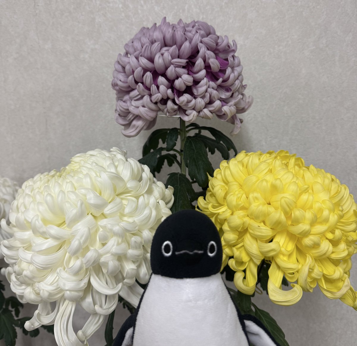 ぐっもーにん　えぶりぺん

#Suicaのペンギン