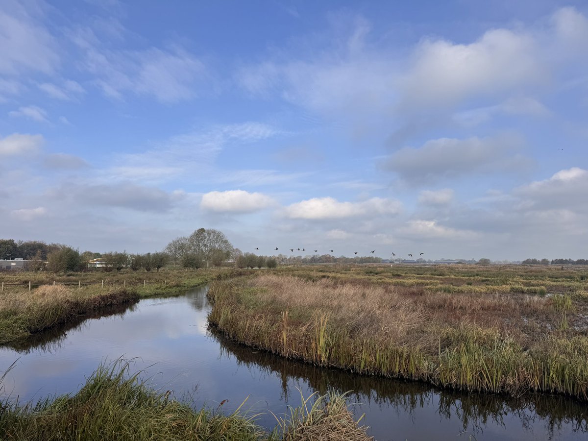 Ganzen in de polder bij Haastrecht