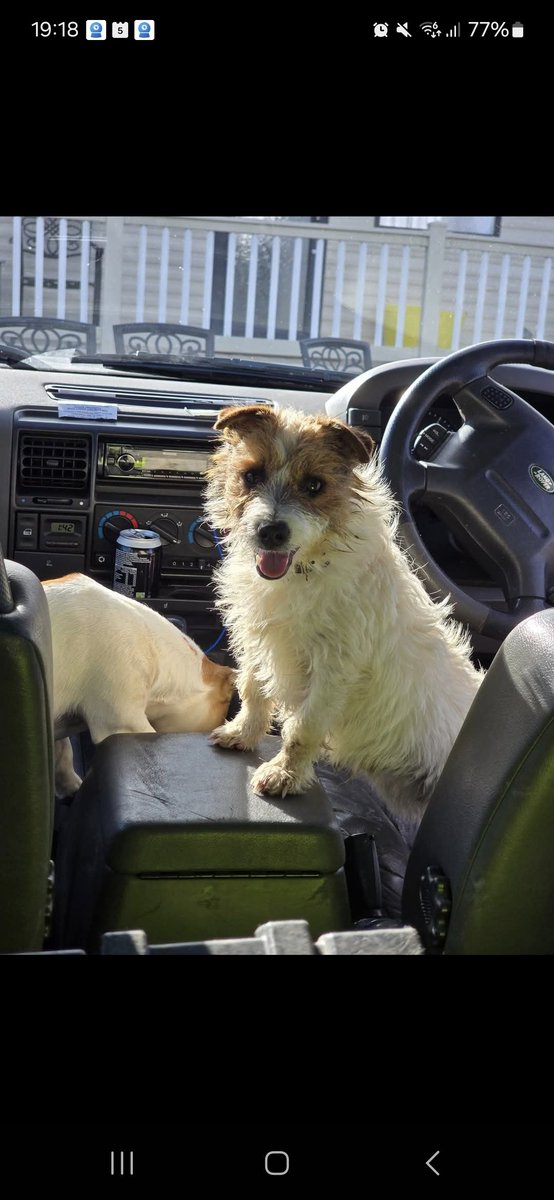 🆘5 NOV 2025 #Lost Bert #ScanMe
YOUNG Jack Russell Terrier Male #PUPPY
Wardwell lane, Lower Halstow #ME9
County #Sittingbourne #Kent
Sighted 8pm 5th Nov Church Path and Brick Fields  Sighted 6th November Wardwell Lane
doglost.co.uk/dog/200808