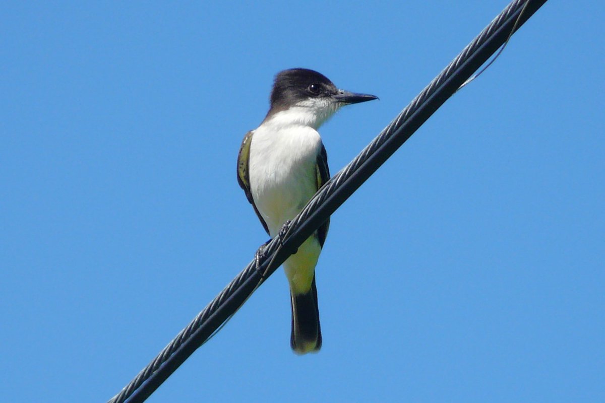 Bird for Sunday. Loggerhead kingbird (Tyrannus caudifasciatus, tyran zmiennosterny). Memories from Jamaica.