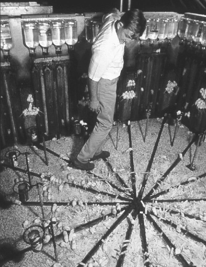 The "Universe 25" experiment remains one of the most unsettling studies ever conducted in behavioral science.

It was carried out by American ethologist John B. Calhoun between 1958 and 1962.

Calhoun built what he called "Mouse Paradise" — an ideal environment with unlimited