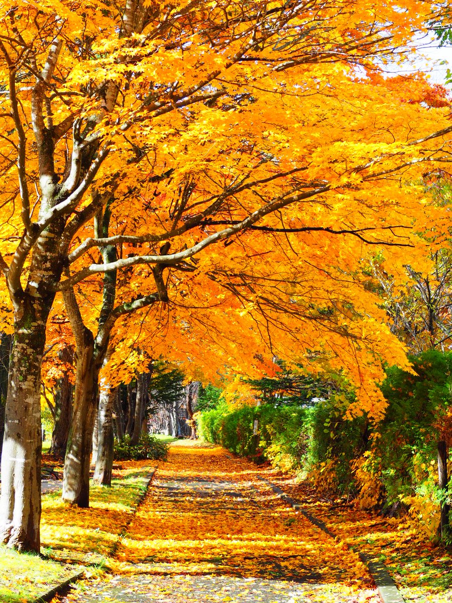 マロンパパ (@maronnpapa1013) / Posts / X