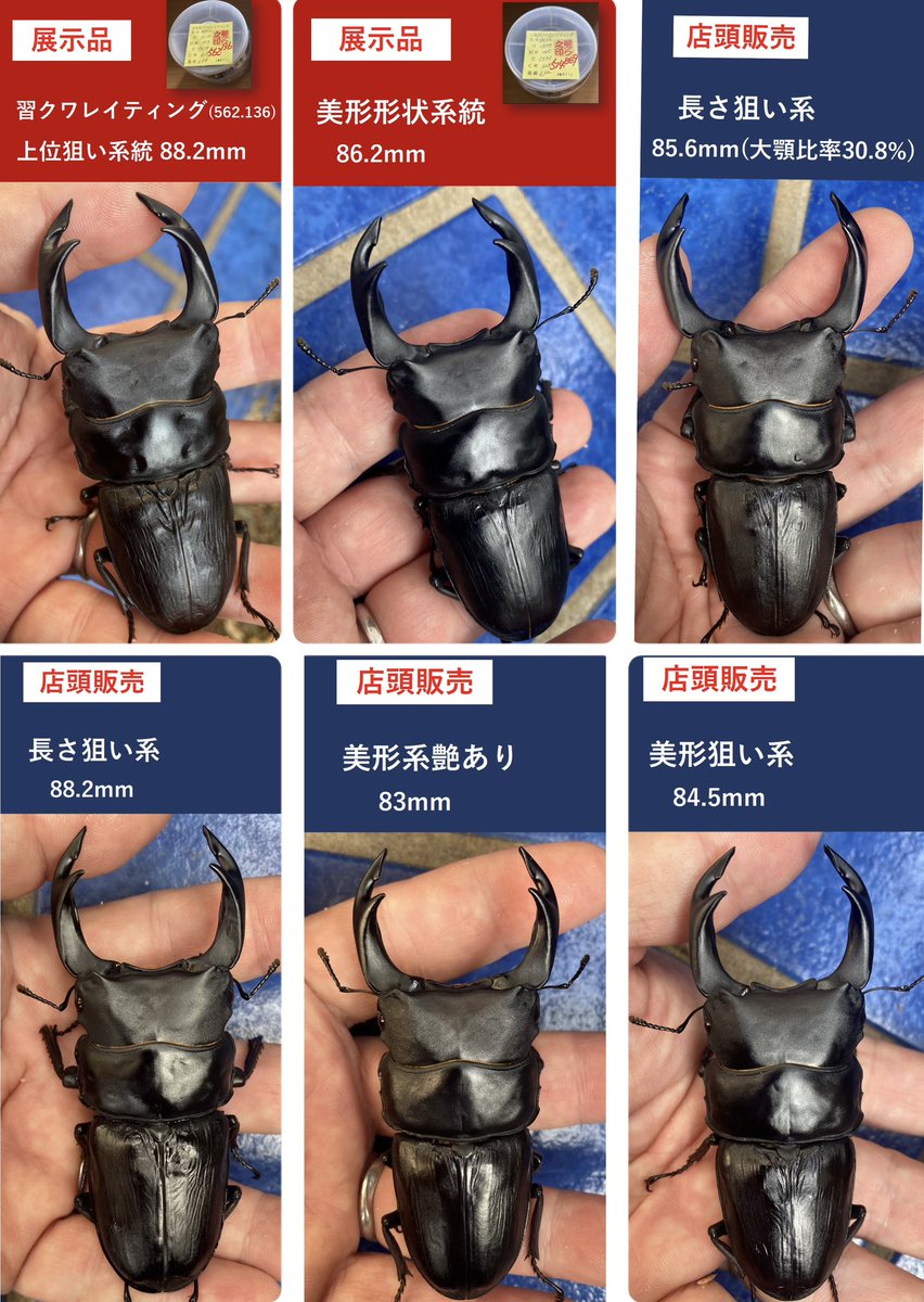 hxbwh999 (@hxbwh999) / Posts / X