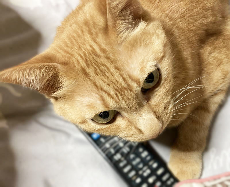 ハッピーにゃんにゃん on X