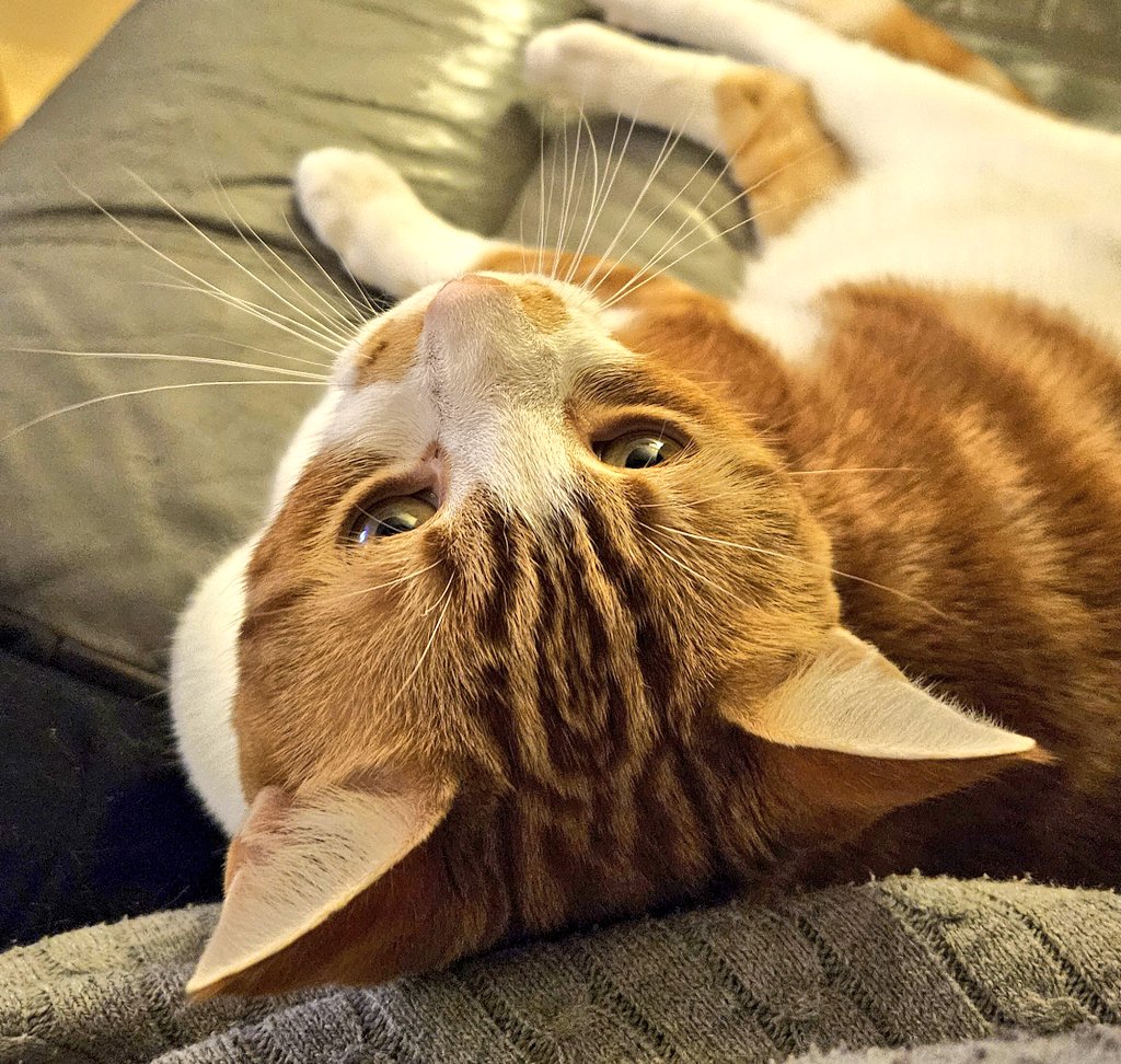 LilyRusty1's tweet image. 😺❤️🐈 Goodnight to all my fur friends sweet dreams 💤 love from Rusty 🐈❤️😺

#CatsOfTwitter #CatsOnTwitter #Cat #cats #CatsAreFamily